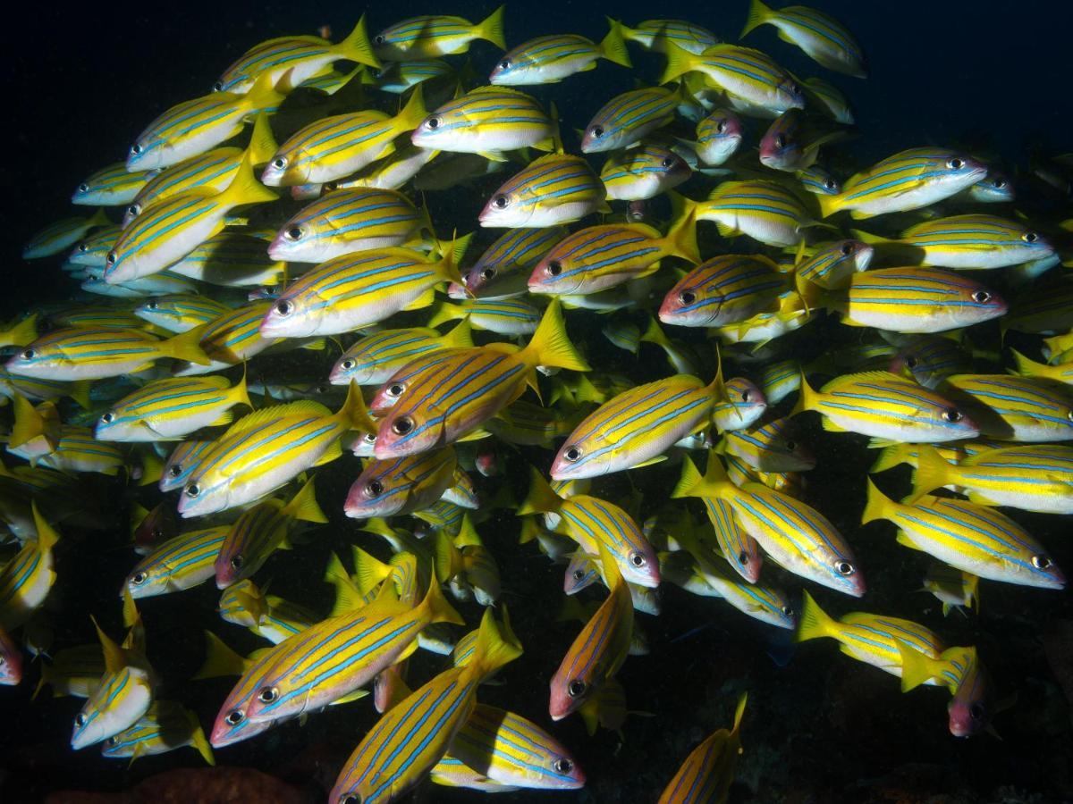 Blue Bay Divers Likupang Bangka Exterior photo